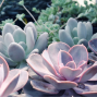 Workshop: Succulent Planters with Fog City Gardener