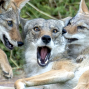 Presentation: Citizen Coyotes of San Francisco