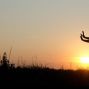 Activity: Advanced Tai Chi with Patrick Lau