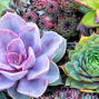 Presentation: Succulents for City Living and Small Spaces