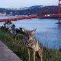 Presentation: Citizen Coyotes of San Francisco