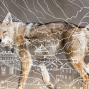 Presentation: Citizen Coyotes of San Francisco