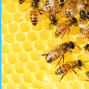 Workshop: Bees and Honey