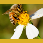 Presentation: Bee Biology