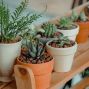 Social: Plant Swap